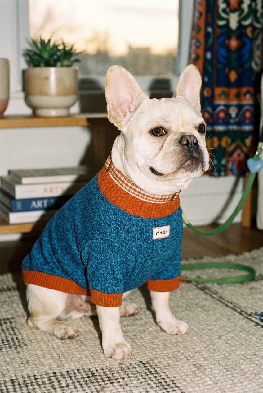 Cooper, a French Bulldog